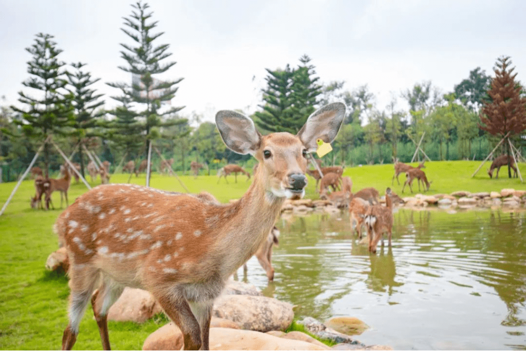小奈良鹿园(图片来源:KKday) 小奈良鹿园(图片来源:KKday)