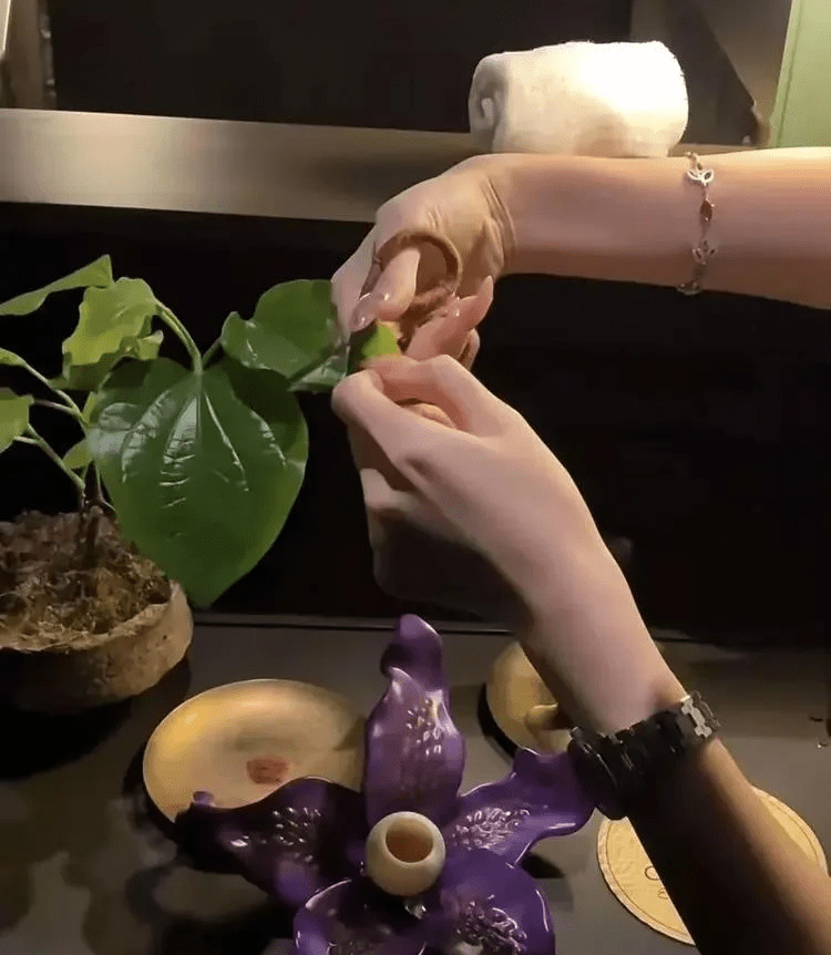 客人从盆栽上剪片叶子,蘸上调料生吃。 客人从盆栽上剪片叶子,蘸上调料生吃。