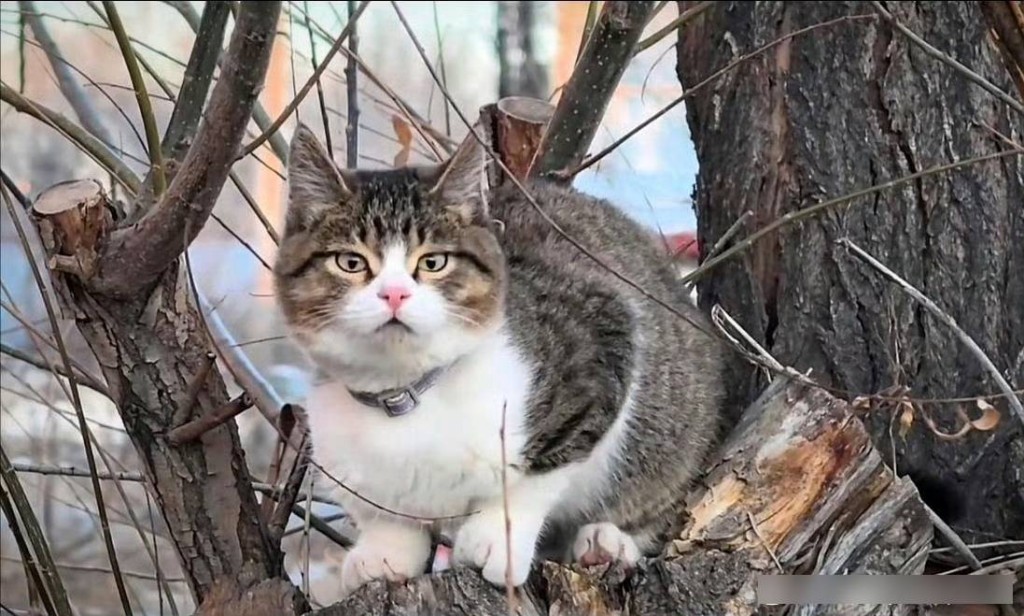 “悟空”由流浪猫变为网红猫 “悟空”由流浪猫变为网红猫