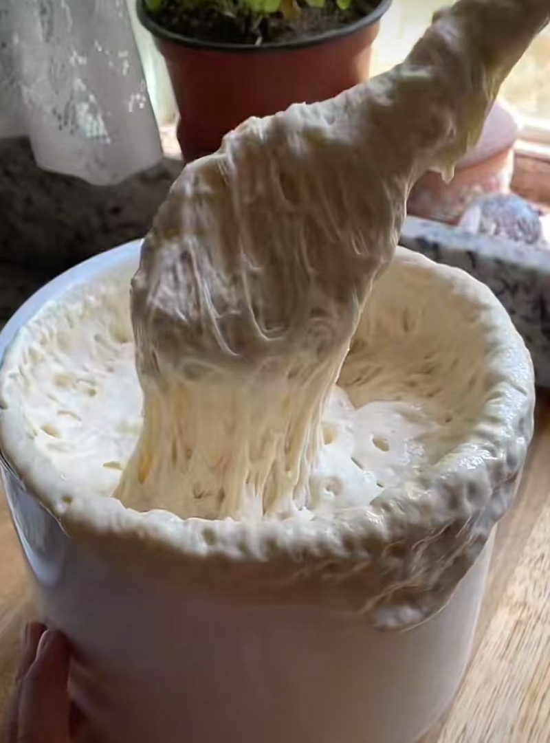 内地年轻人的“宠物酵母”。 内地年轻人的“宠物酵母”。