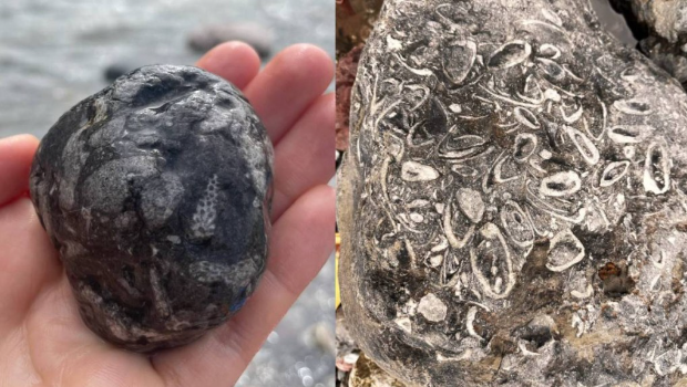 游客晒出捡到的化石。 游客晒出捡到的化石。