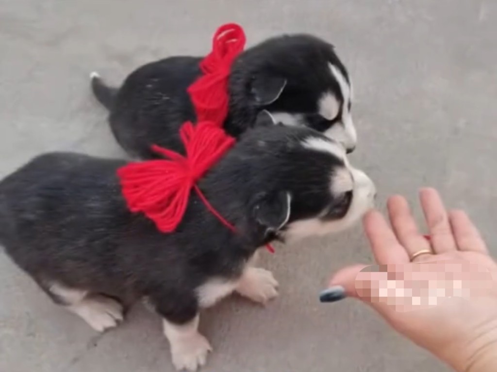 河北一店铺高调给狗办满月宴。 河北一店铺高调给狗办满月宴。