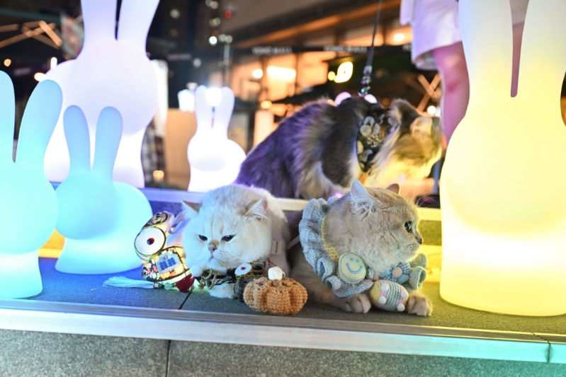 宠物公园 宠物公园