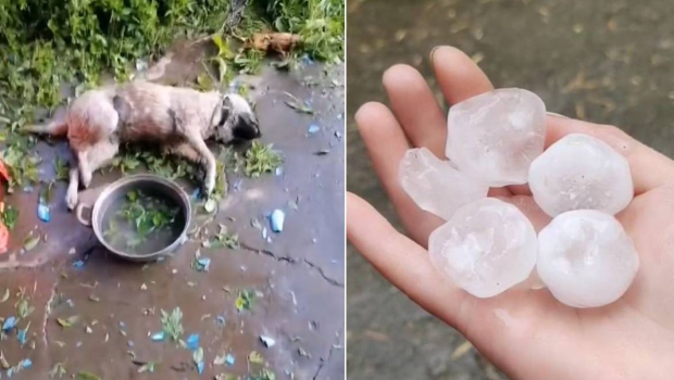 广西19日多地落冰雹,大如鸡的冰雹将狗只砸死。抖音@修复地球的人/昵称 广西19日多地落冰雹,大如鸡的冰雹将狗只砸死。抖音@修复地球的人/昵称