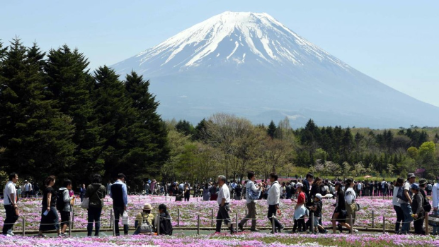游客在富士山下观赏樱花。新华社 游客在富士山下观赏樱花。新华社