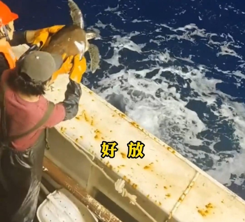 船员按船长指示放生海龟。澎湃新闻 船员按船长指示放生海龟。澎湃新闻