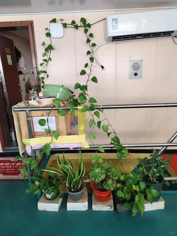 小星收到警方提供的父亲在船上遗留的花草等物件。澎湃新闻 小星收到警方提供的父亲在船上遗留的花草等物件。澎湃新闻