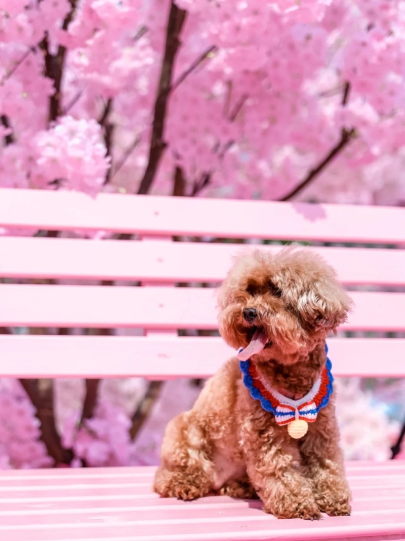 亦有人带同宠物前往。 亦有人带同宠物前往。