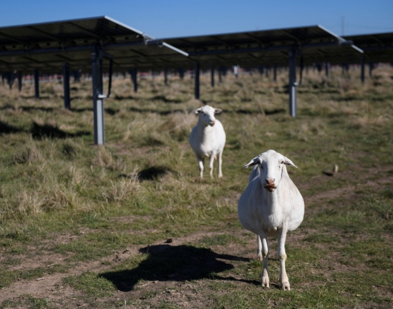 美國農地裝設太陽電池板。路透社