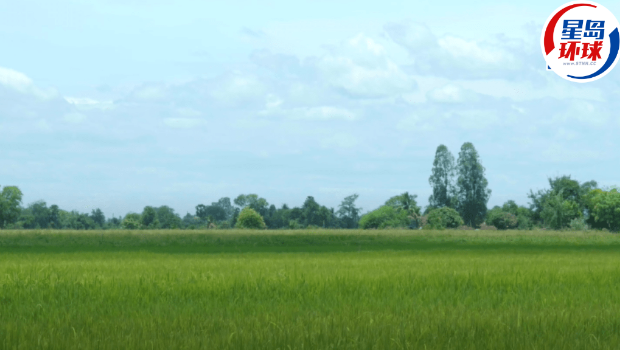 DFI推低碳米耕种先导计划 DFI推低碳米耕种先导计划