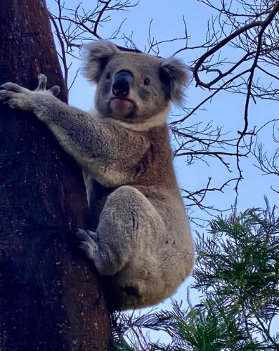 「树熊联盟」呼吁救救树熊。 「树熊联盟」呼吁救救树熊。