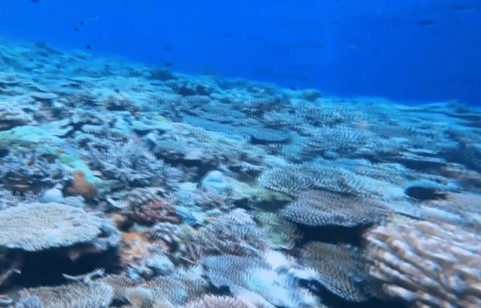 央视截图 央视截图