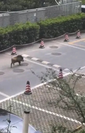 野猪大闹南京大学及江苏电视台。 野猪大闹南京大学及江苏电视台。