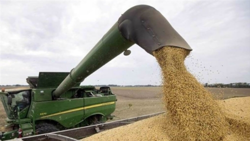 美中贸易战升级,美国大豆农忧失去中国这位大客户。(美联社) 美中贸易战升级,美国大豆农忧失去中国这位大客户。(美联社)