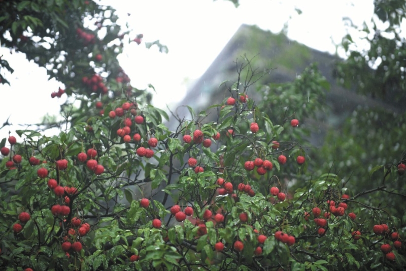 2021年,玉岩书院的千年古荔硕果累累 2021年,玉岩书院的千年古荔硕果累累