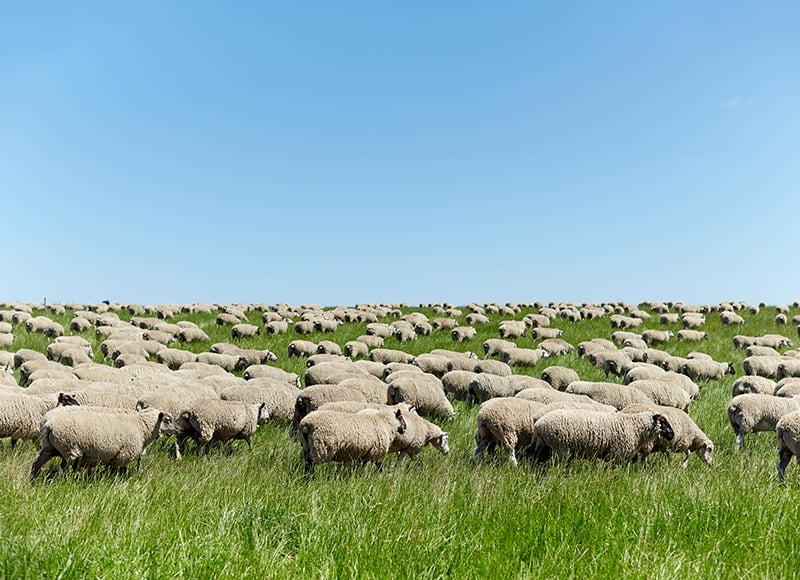 澳大利亚羊。 澳大利亚羊。