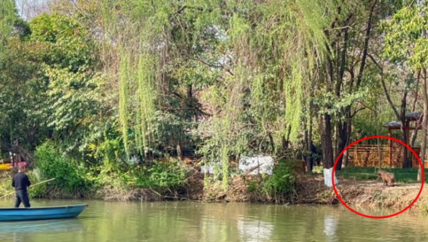 人员发现逃脱的水豚。 人员发现逃脱的水豚。