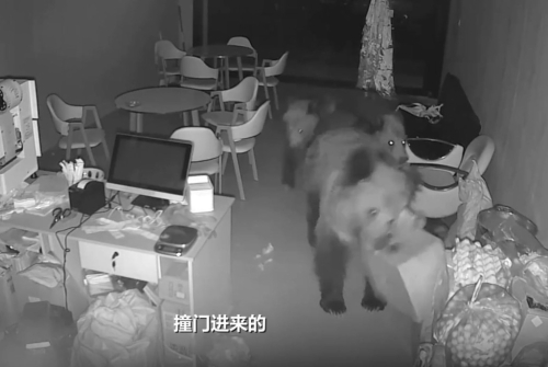 西藏有奶茶店深夜遭3只熊破门而入找食物。新京报 西藏有奶茶店深夜遭3只熊破门而入找食物。新京报