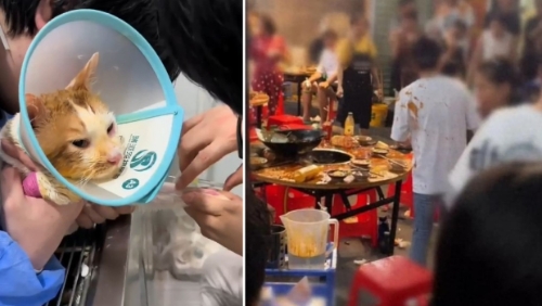 店主证实,当日跌汤锅的小猫“五一”已离世。小红书@三哥吃胖了 店主证实,当日跌汤锅的小猫“五一”已离世。小红书@三哥吃胖了