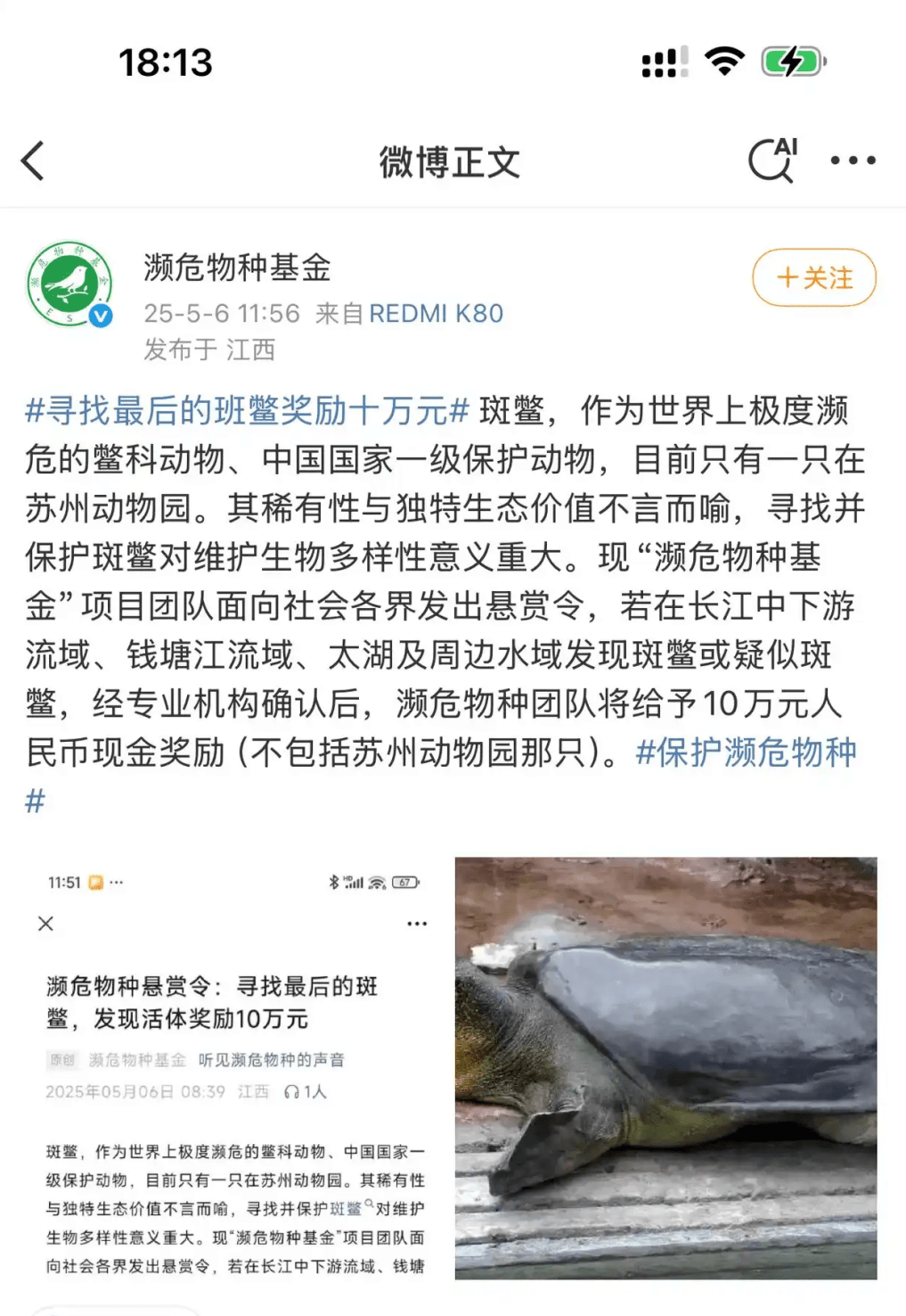 民间组织悬赏10万寻找斑鳖。 民间组织悬赏10万寻找斑鳖。