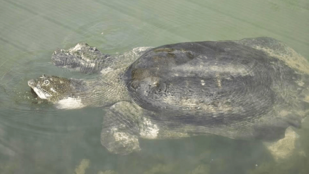 苏州上方山动物园的国内唯一一只斑鳖。 封面新闻 苏州上方山动物园的国内唯一一只斑鳖。 封面新闻