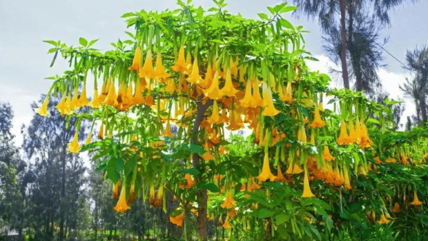 曼陀罗。 江苏疾控 曼陀罗。 江苏疾控