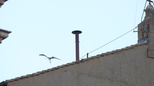 全球紧盯西斯汀教堂屋顶的烟囱。 美联社 全球紧盯西斯汀教堂屋顶的烟囱。 美联社