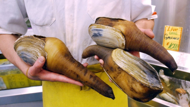 西雅图一间店铺展示活体象拔蚌。 美联社 西雅图一间店铺展示活体象拔蚌。 美联社
