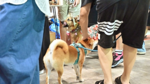 网购宠物多遇不良卖家 网购宠物多遇不良卖家