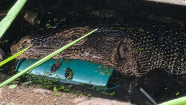 泰国发生2公尺巨蜥生吞弃婴的恐怖事件,当地村民目击都吓坏了。 泰国发生2公尺巨蜥生吞弃婴的恐怖事件,当地村民目击都吓坏了。