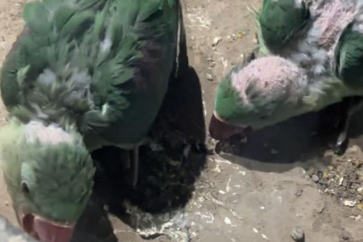 北京动物园有鹦鹉雏鸟秃头引起网民关注。抖音@满亿很满意 北京动物园有鹦鹉雏鸟秃头引起网民关注。抖音@满亿很满意