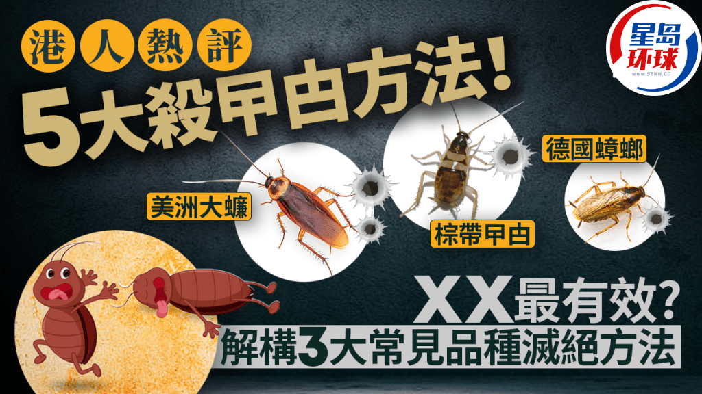 港人热评5大杀蟑螂方法 港人热评5大杀蟑螂方法