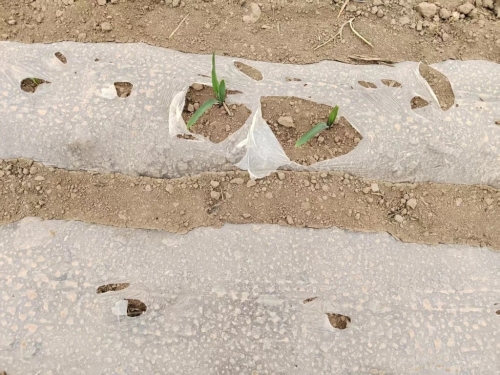 10省出现旱情,陕西雨量是1961年以来最少。 小红书@puffin 10省出现旱情,陕西雨量是1961年以来最少。 小红书@puffin