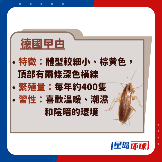 德国蟑螂 德国蟑螂