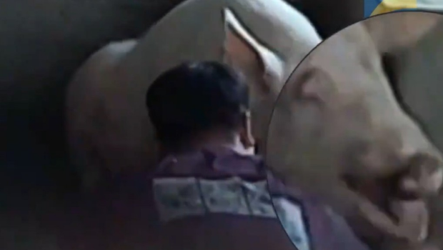 河北运转站人员替活猪灌水及打“封闭针”。 河北运转站人员替活猪灌水及打“封闭针”。