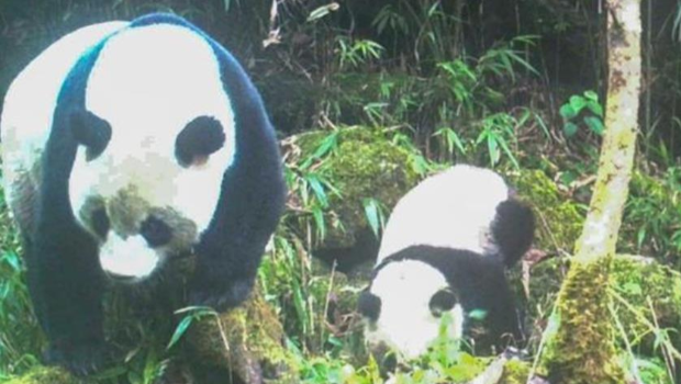 四川马边大风顶国家级自然保护区首次拍到野生大猫熊带仔影像 四川马边大风顶国家级自然保护区首次拍到野生大猫熊带仔影像