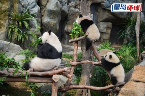 家姐、细佬和妈妈盈盈同框合照。 吴艳玲摄 家姐、细佬和妈妈盈盈同框合照。 吴艳玲摄