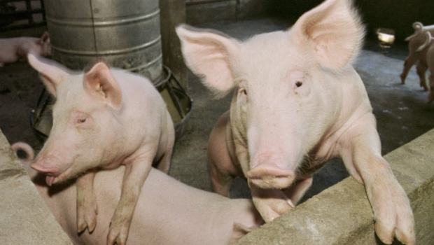 美国男子买凶杀情敌图碎尸喂猪 美国男子买凶杀情敌图碎尸喂猪