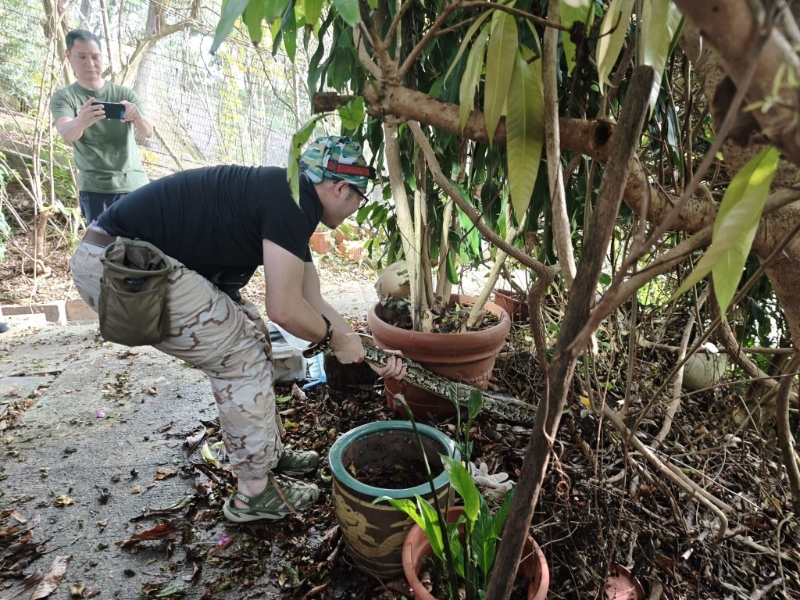 “蛇王”最后成功在草丛裡找到蟒蛇,并将其捕获。 “蛇王”最后成功在草丛裡找到蟒蛇,并将其捕获。