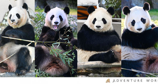 和歌山4只大熊猫良滨、结滨、彩滨、枫滨定6月底返回中国。 和歌山4只大熊猫良滨、结滨、彩滨、枫滨定6月底返回中国。