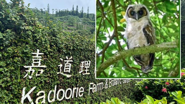 嘉道理农场暨植物园宣布,经过4年的等待,珍稀的褐林鴞再次在园内成功繁殖。资料图片、嘉道理农场fb 嘉道理农场暨植物园宣布,经过4年的等待,珍稀的褐林鴞再次在园内成功繁殖。资料图片、嘉道理农场fb