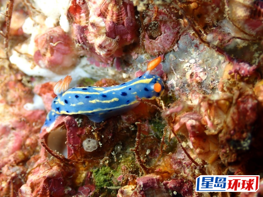 曾令铭尤爱俗称“高青”的节庆高泽海牛(Hypselodoris festiva)。 受访者提供 曾令铭尤爱俗称“高青”的节庆高泽海牛(Hypselodoris festiva)。 受访者提供