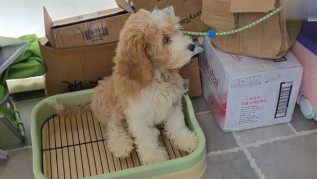 小狗“布丁”接受训练后仍然无法定点如厕。 小狗“布丁”接受训练后仍然无法定点如厕。