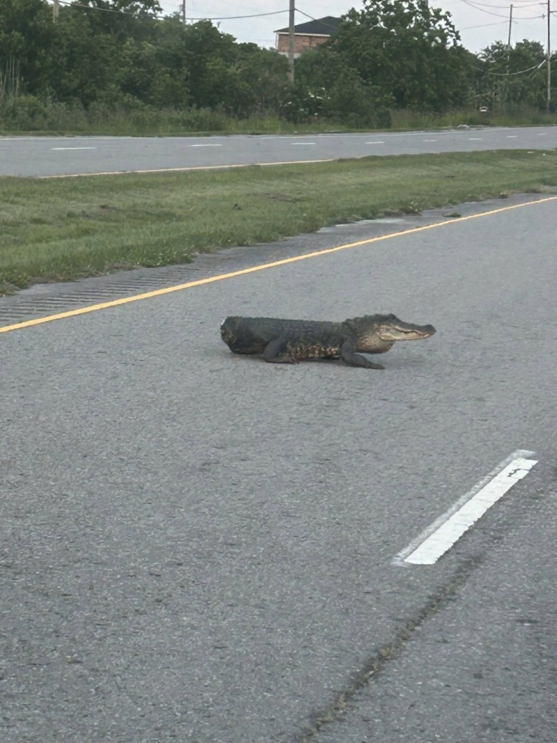 美国一条没有尾巴的䲔鱼在马路上横过。 美国一条没有尾巴的䲔鱼在马路上横过。