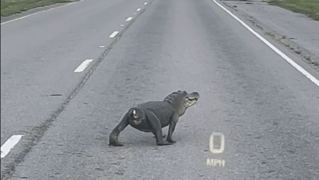 美国一条没有尾巴的䲔鱼在马路上横过 美国一条没有尾巴的䲔鱼在马路上横过