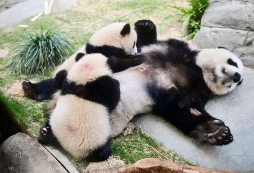 一家三口享受家庭乐。 一家三口享受家庭乐。