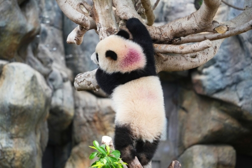 细佬背上有园方特制的紫色记号。 细佬背上有园方特制的紫色记号。