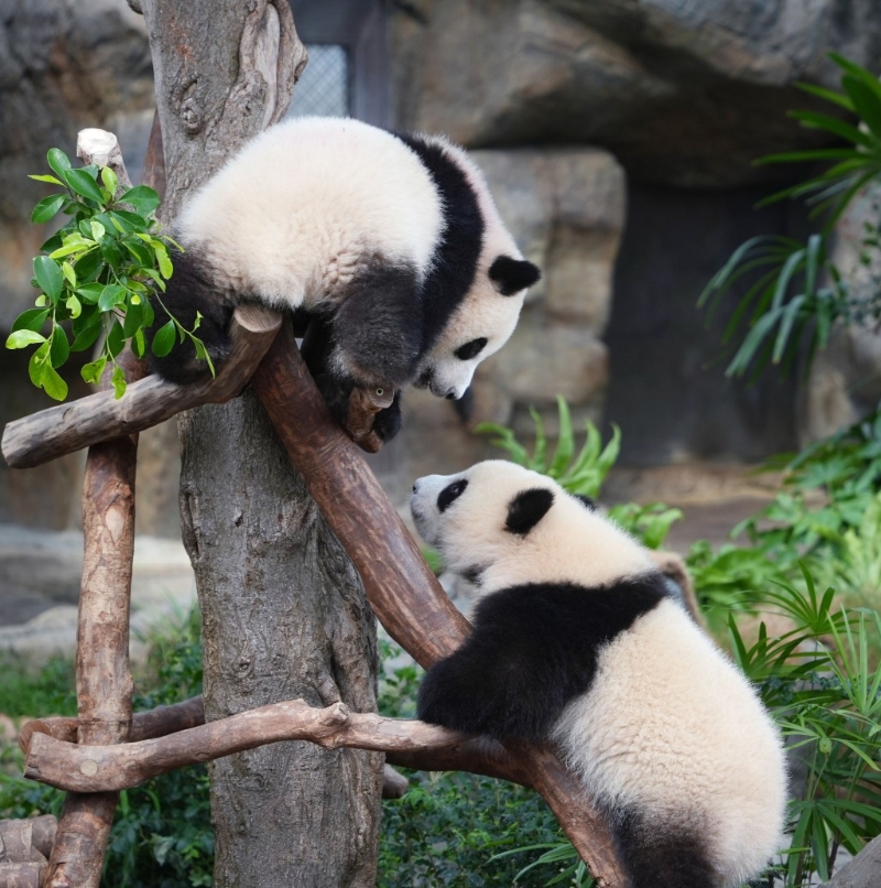 加加和德德都活跃好动。资料图片 加加和德德都活跃好动。资料图片