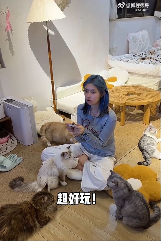宠物酒店的猫狗可以陪客人玩乐。 宠物酒店的猫狗可以陪客人玩乐。