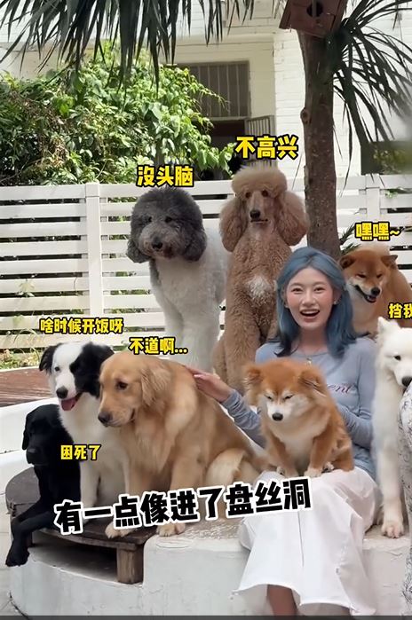 宠物酒店有大量的猫狗 宠物酒店有大量的猫狗